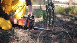 Professional  Tree Services in Glendive, MT