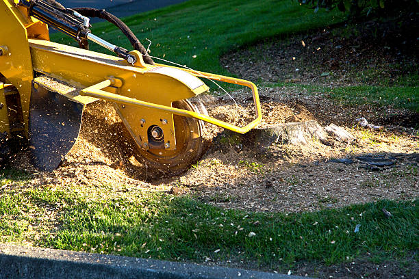 How Our Tree Care Process Works  in  Glendive, MT